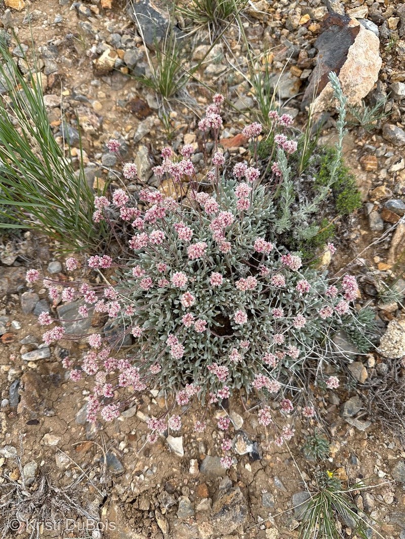 Eriogonum soliceps photo 7