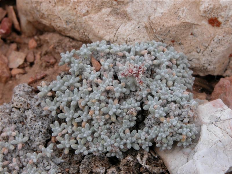 Frisco Buckwheat