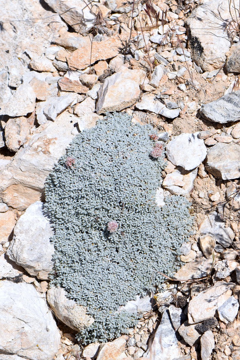 Frisco Buckwheat photo 2