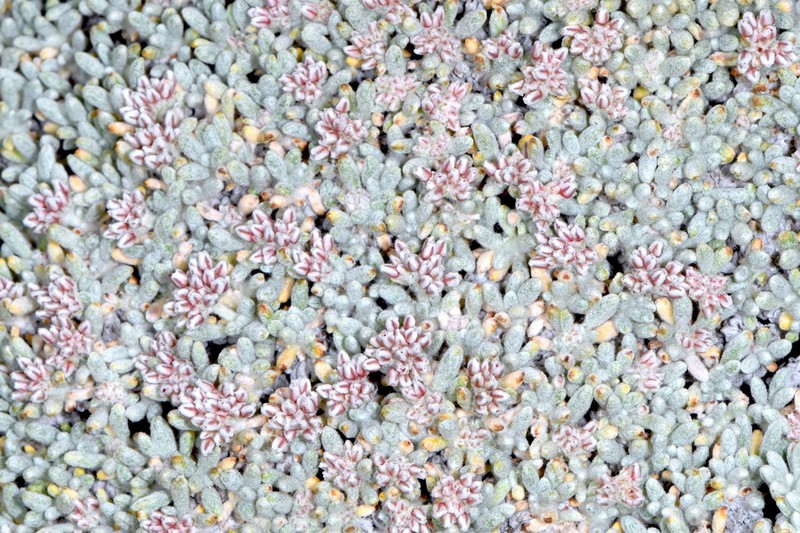 Frisco Buckwheat photo 3
