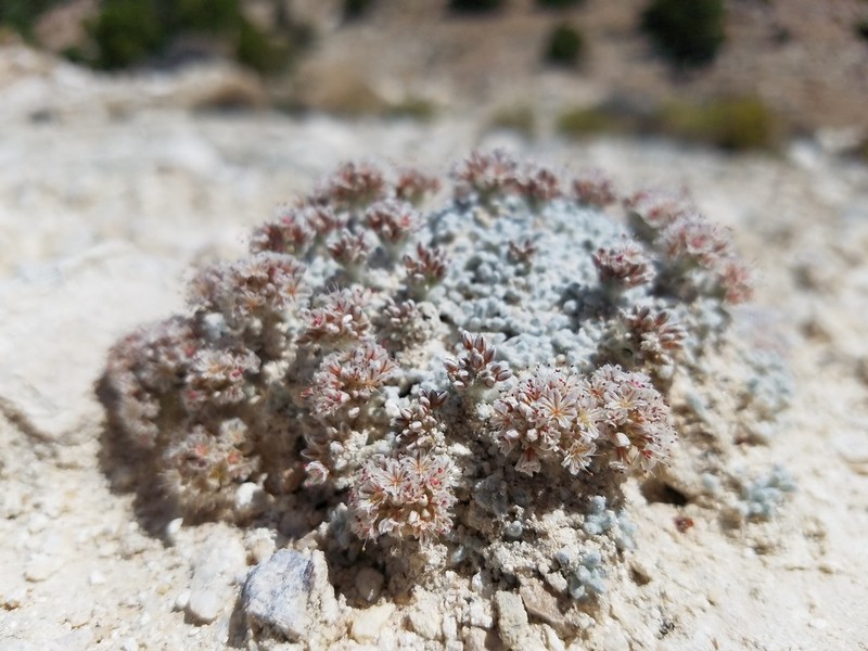 Frisco Buckwheat photo 4