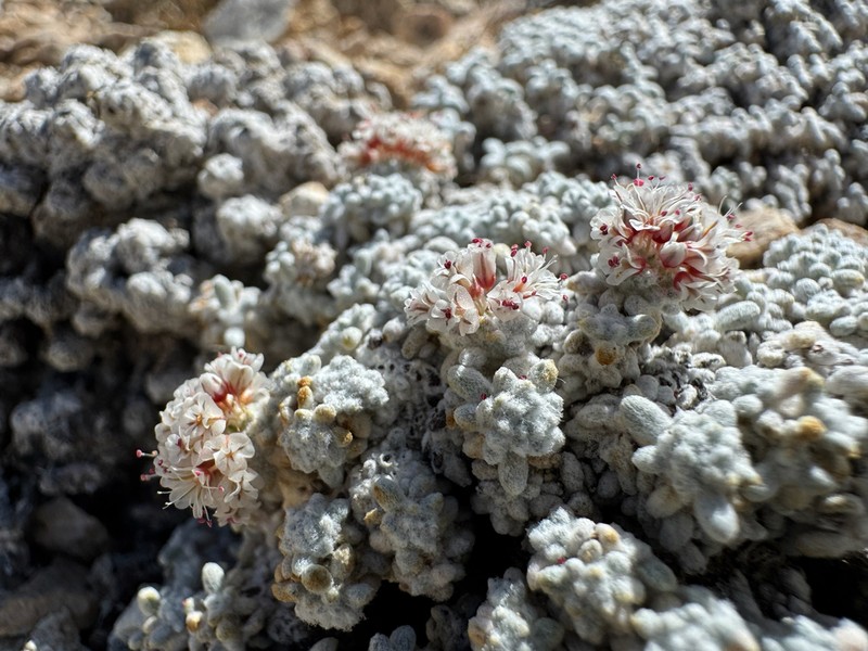 Frisco Buckwheat photo 5