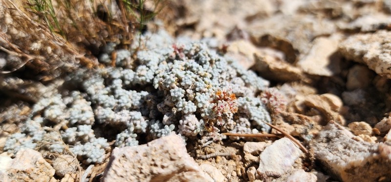 Frisco Buckwheat photo 6