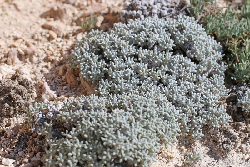 Frisco Buckwheat photo 7