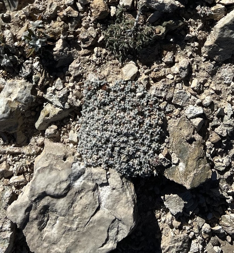 Frisco Buckwheat photo 8