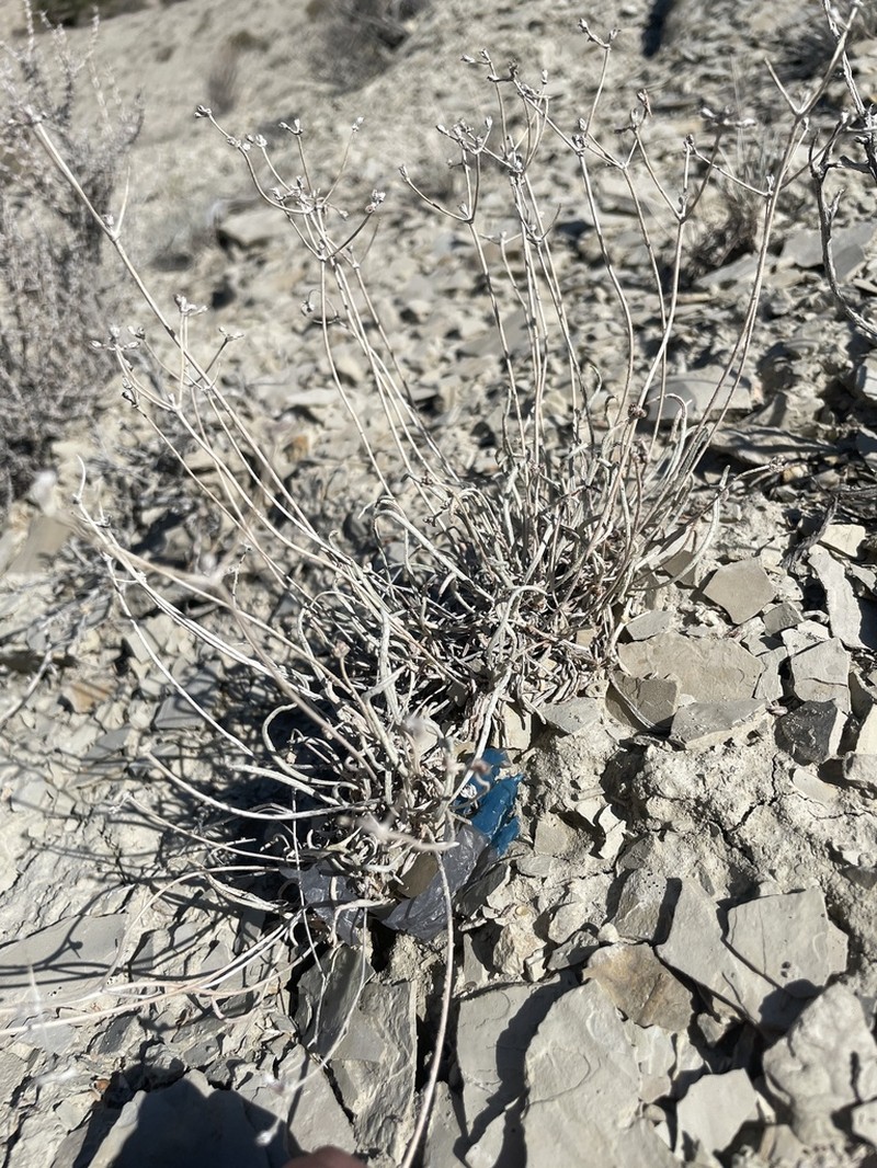 Spoonleaf Buckwheat photo 2
