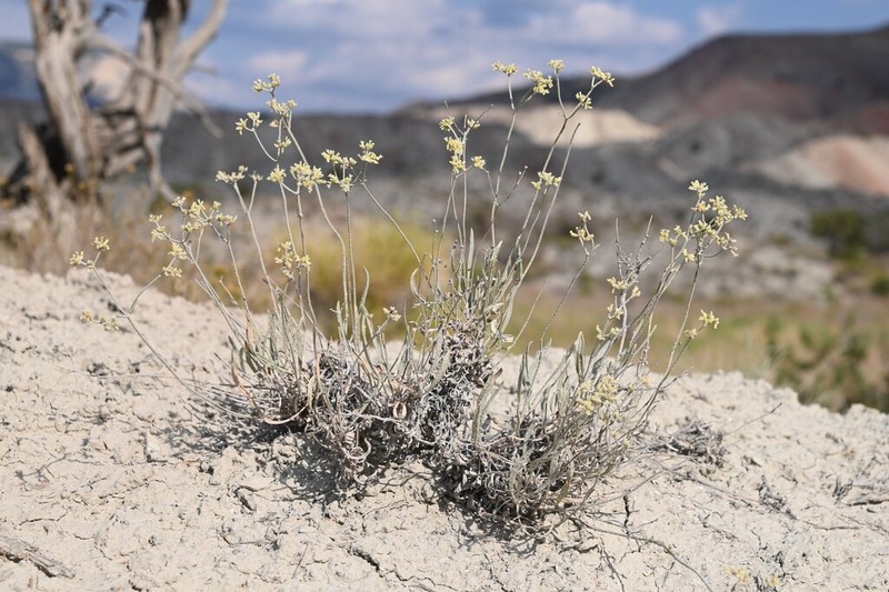Spoonleaf Buckwheat photo 3