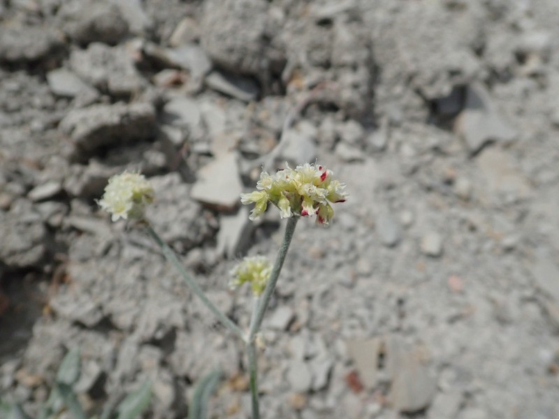 Spoonleaf Buckwheat photo 4