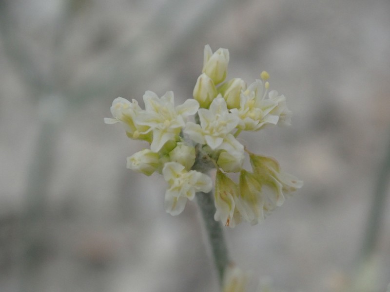 Spoonleaf Buckwheat photo 5