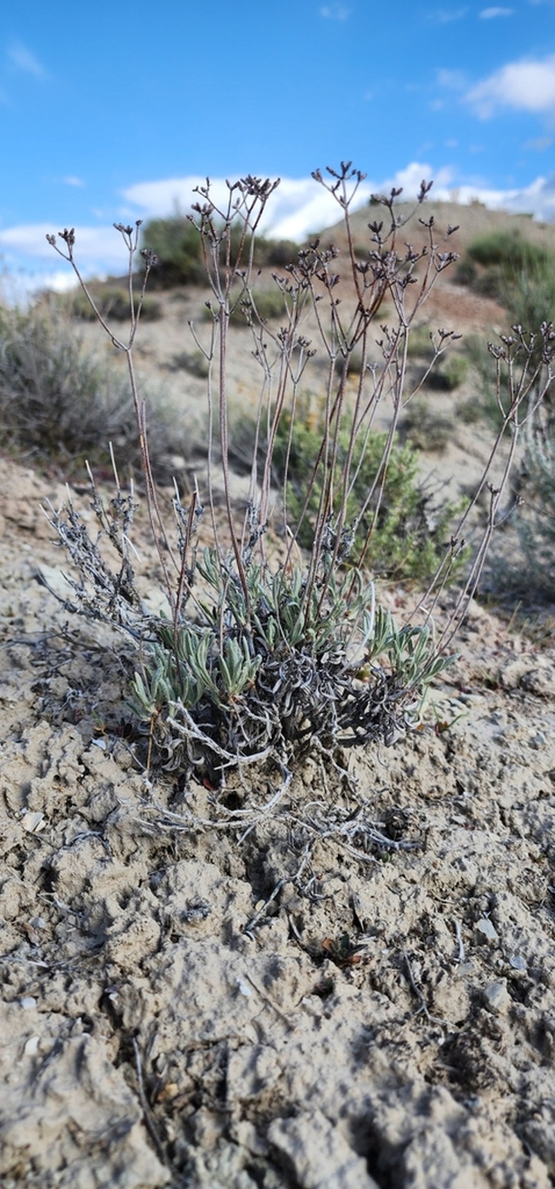 Spoonleaf Buckwheat photo 6