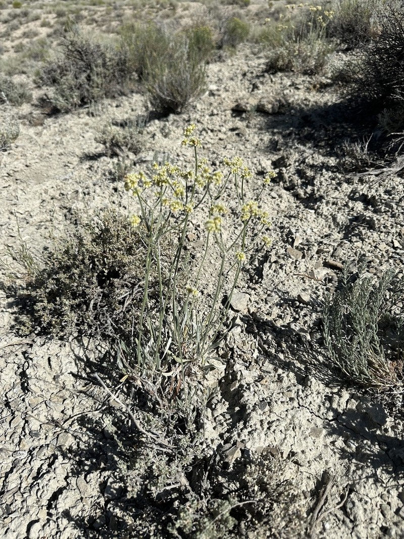 Spoonleaf Buckwheat photo 7