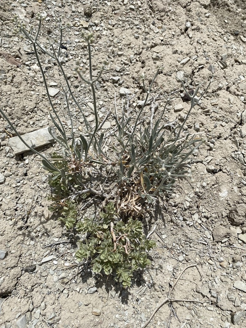 Spoonleaf Buckwheat photo 8