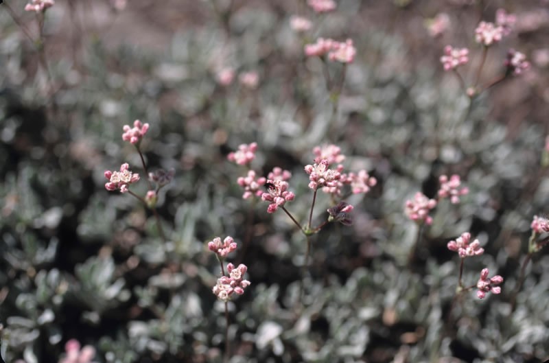 Barron's Wild Buckwheat