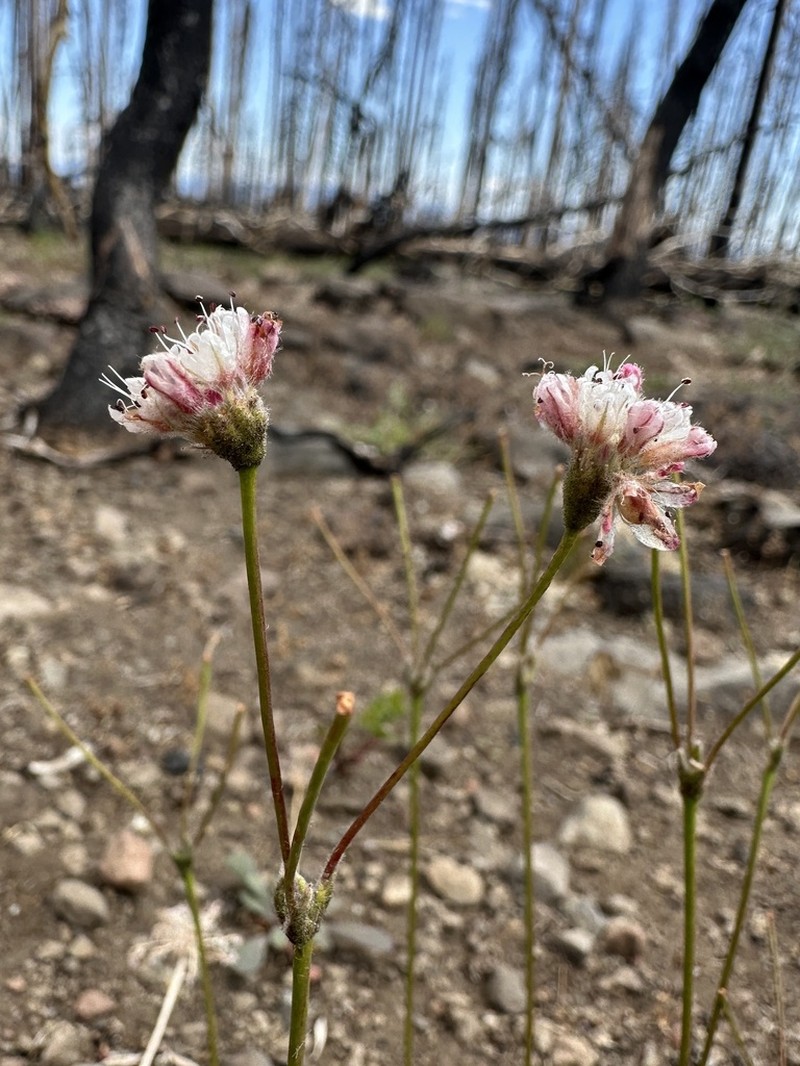 Barron's Wild Buckwheat
