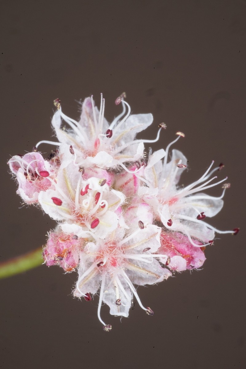 Barron's Wild Buckwheat photo 2