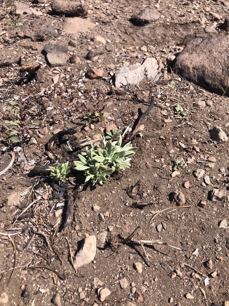 Barron's Wild Buckwheat photo 3