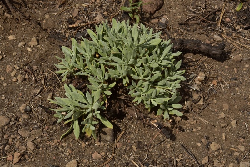 Barron's Wild Buckwheat photo 4