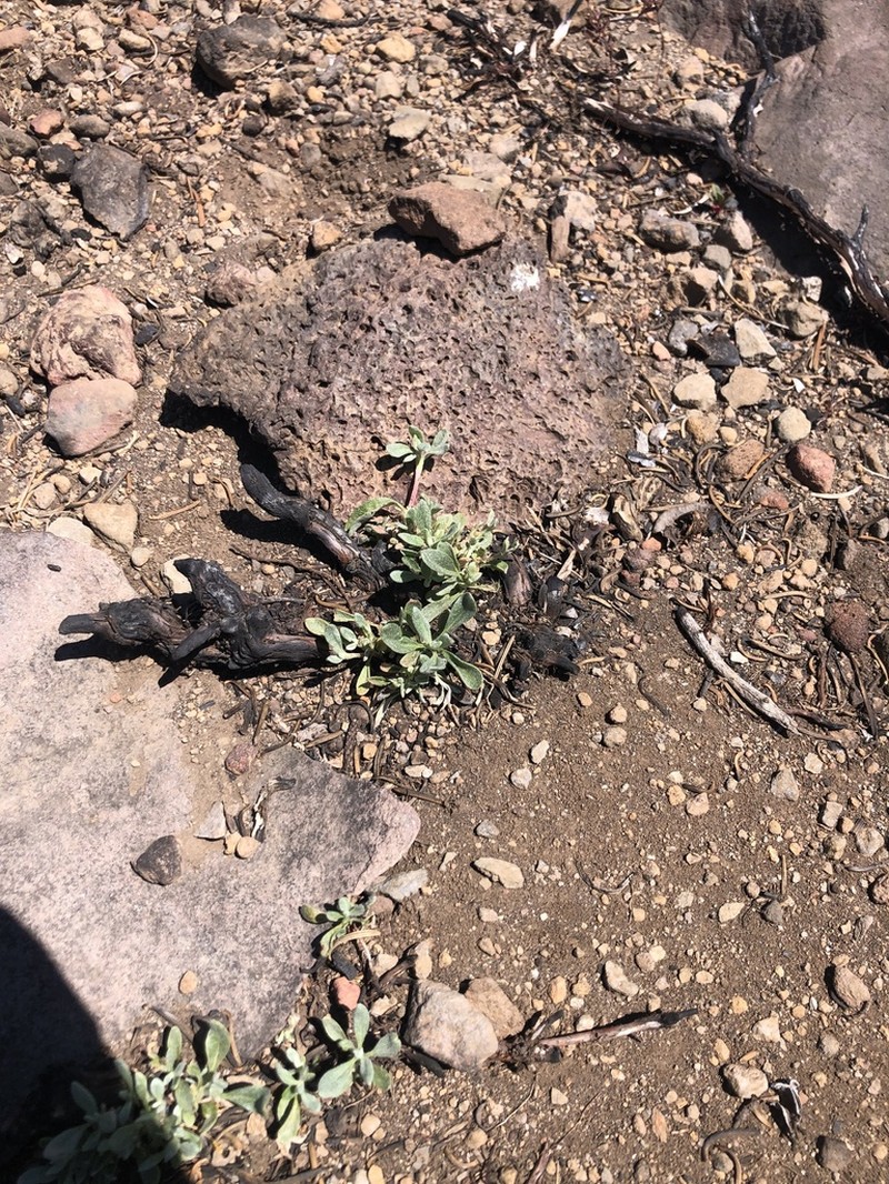 Barron's Wild Buckwheat photo 5