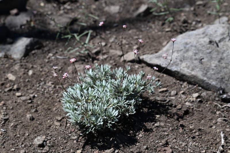 Barron's Wild Buckwheat photo 7