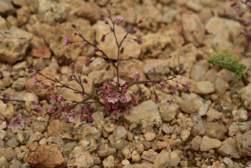 Spurry Buckwheat