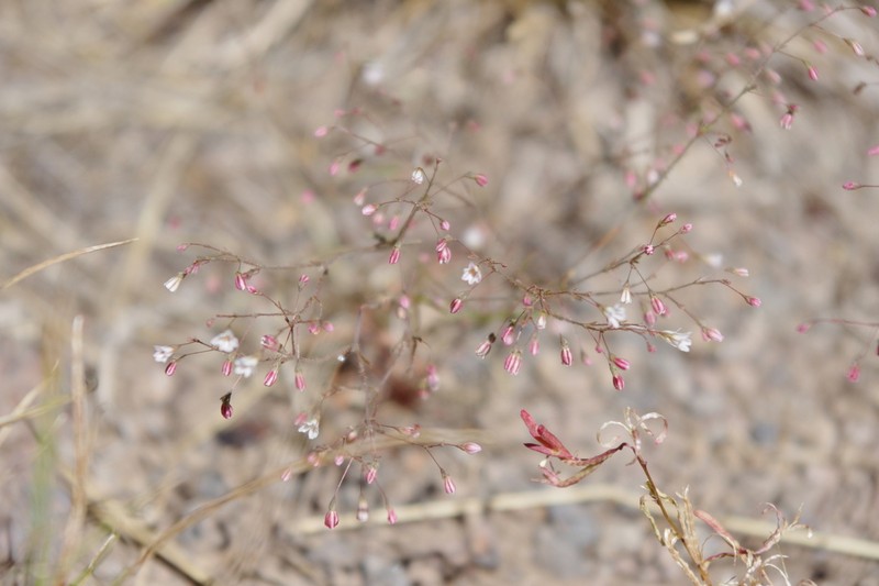 Spurry Buckwheat photo 2