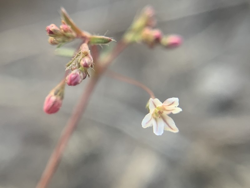 Spurry Buckwheat photo 3