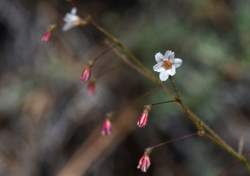 Spurry Buckwheat photo 4