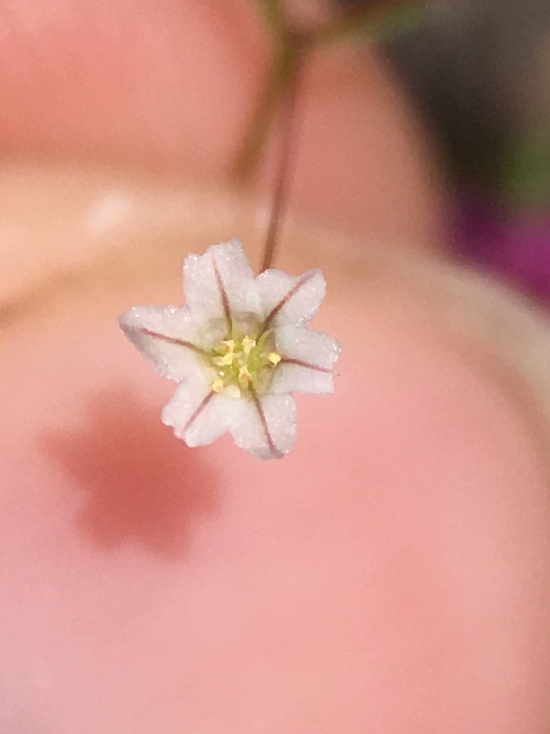 Spurry Buckwheat photo 5