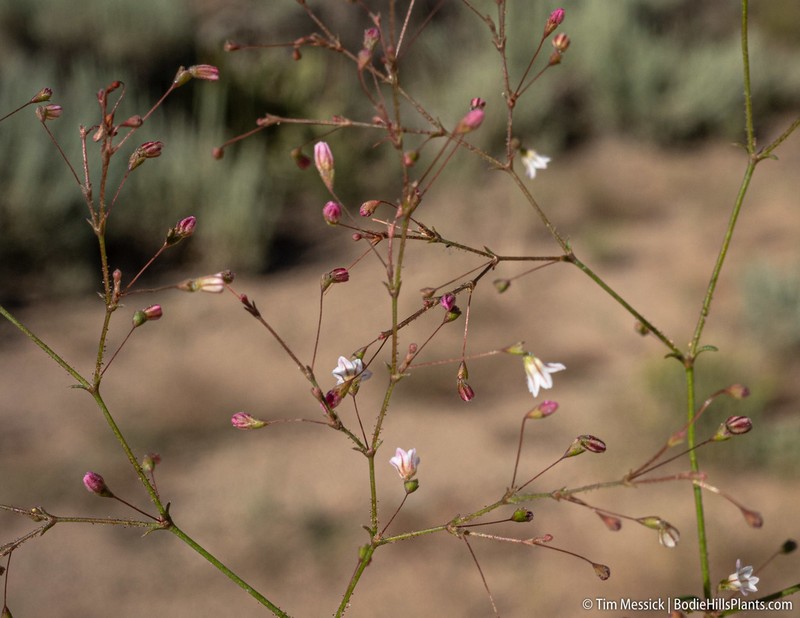 Spurry Buckwheat photo 6