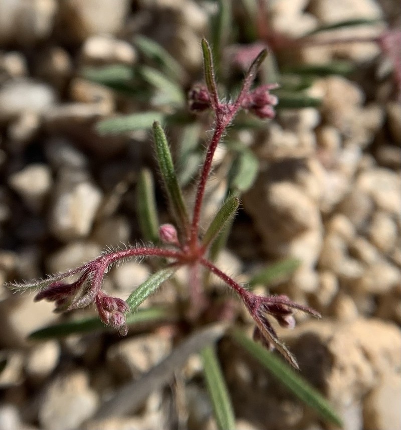 Spurry Buckwheat photo 7