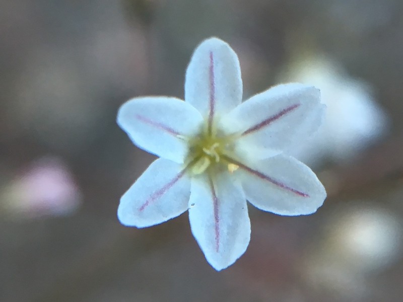 Spurry Buckwheat photo 8