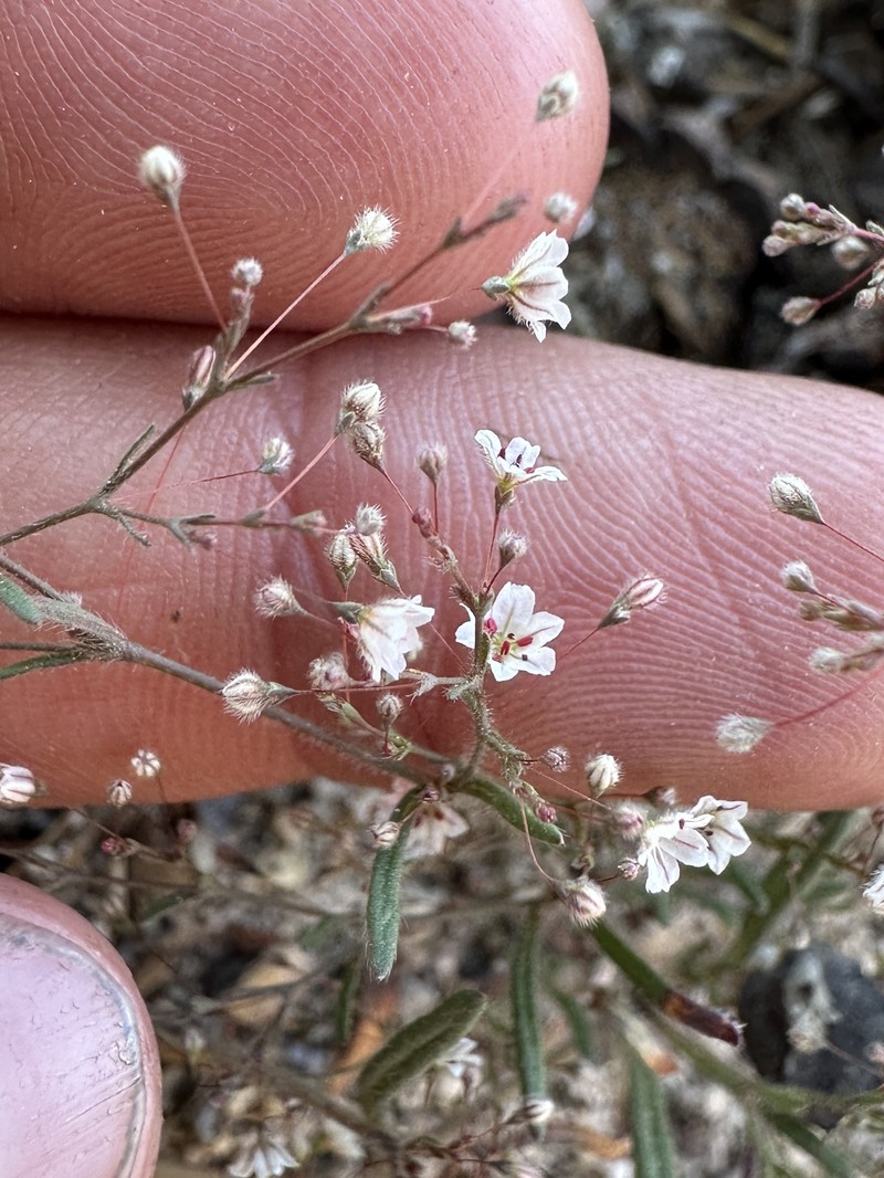 Eriogonum spergulinum var. pratense