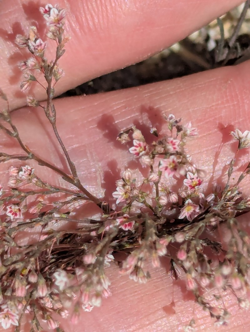 Eriogonum spergulinum var. pratense photo 2