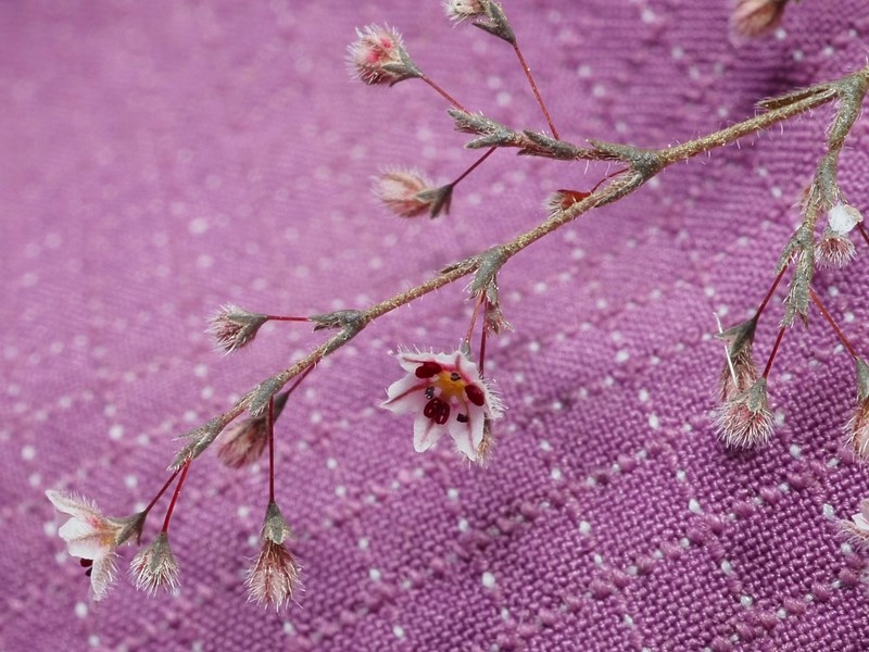 Eriogonum spergulinum var. pratense photo 3