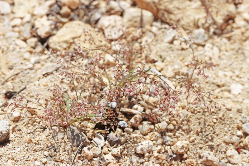 Eriogonum spergulinum var. pratense photo 4