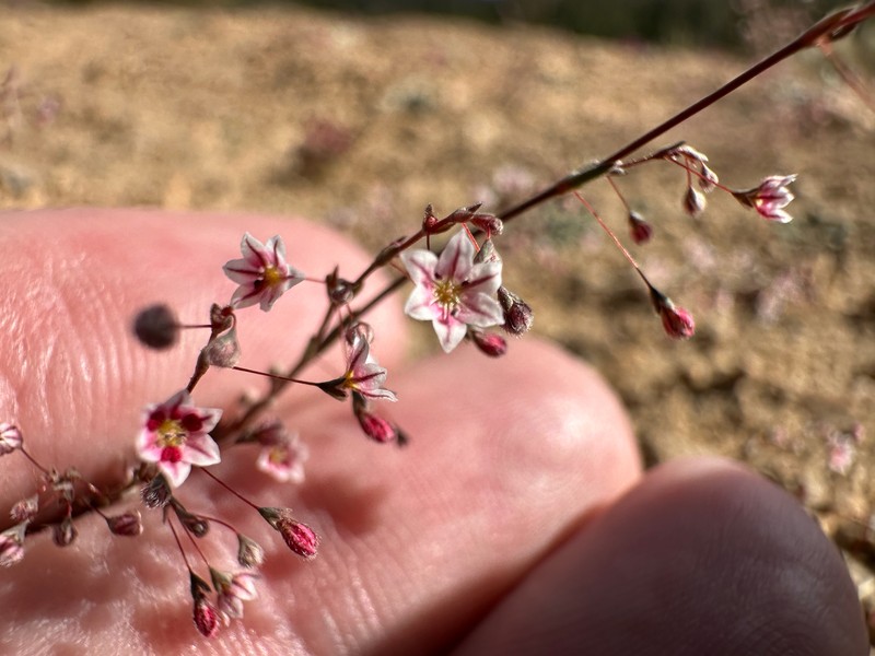 Eriogonum spergulinum var. pratense photo 5