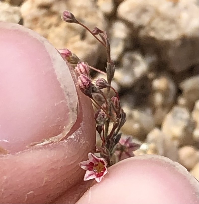 Eriogonum spergulinum var. pratense photo 6