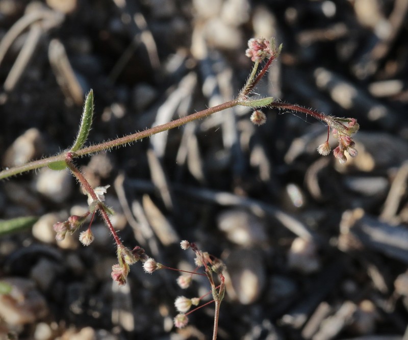 Eriogonum spergulinum var. pratense photo 7
