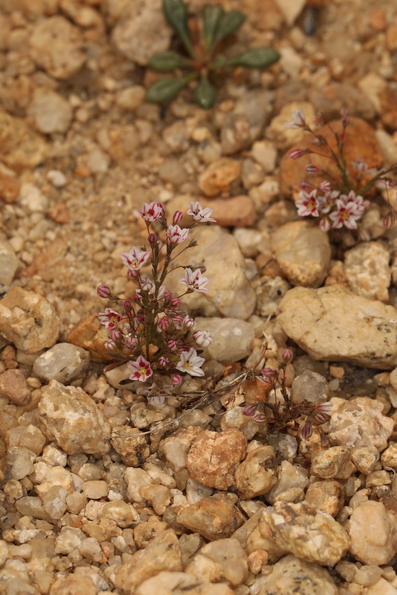 Eriogonum spergulinum var. pratense photo 8