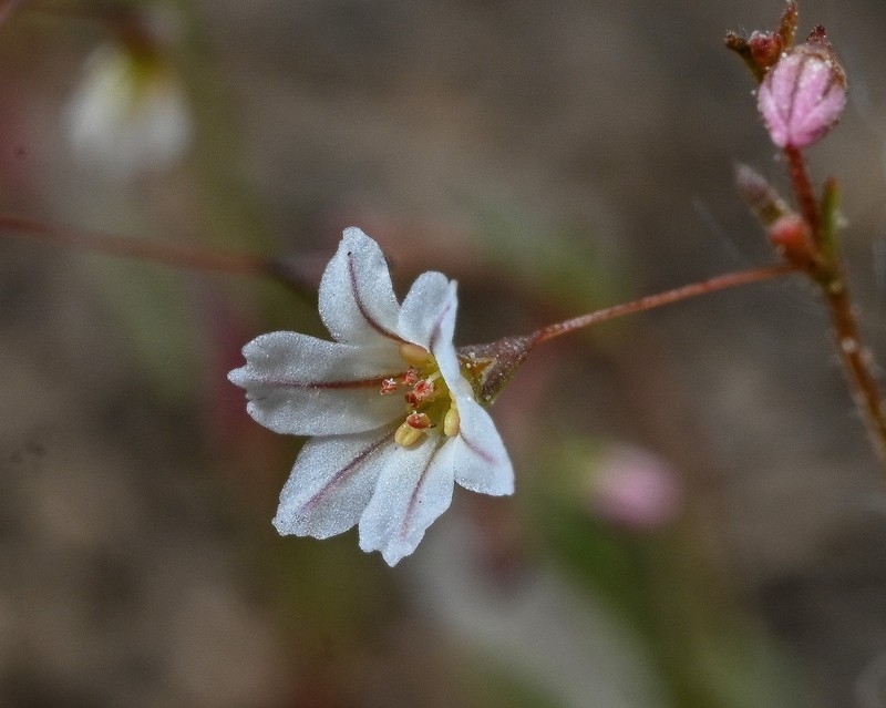 Eriogonum spergulinum var. reddingianum