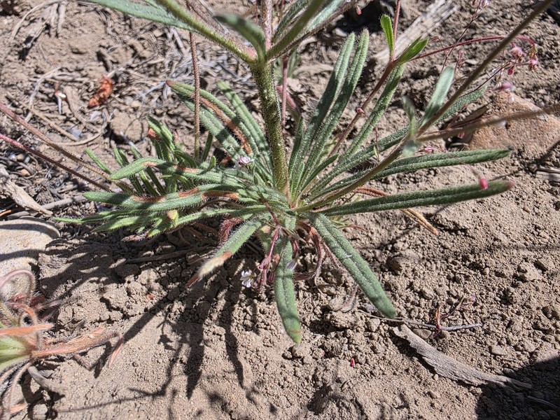 Eriogonum spergulinum var. reddingianum photo 3