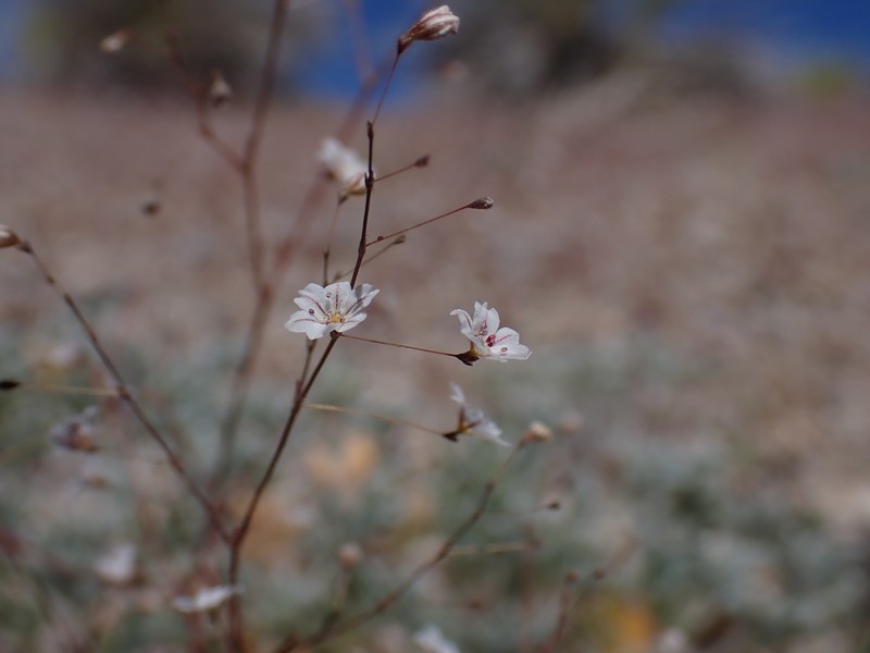 Eriogonum spergulinum var. reddingianum photo 4
