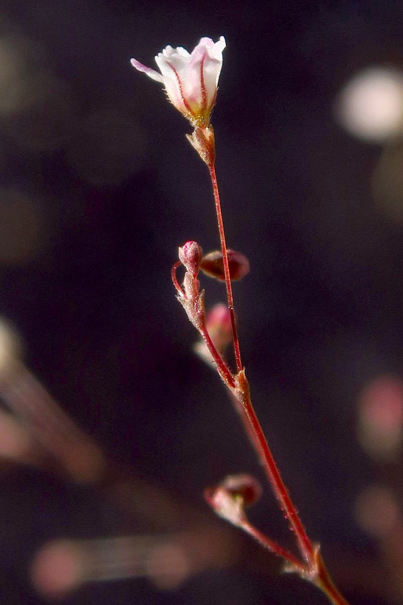 Eriogonum spergulinum var. reddingianum photo 5