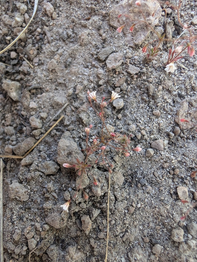 Eriogonum spergulinum var. reddingianum photo 7