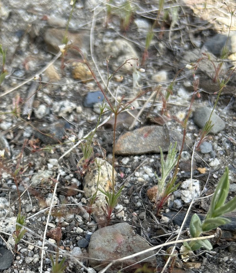 Eriogonum spergulinum var. reddingianum photo 8