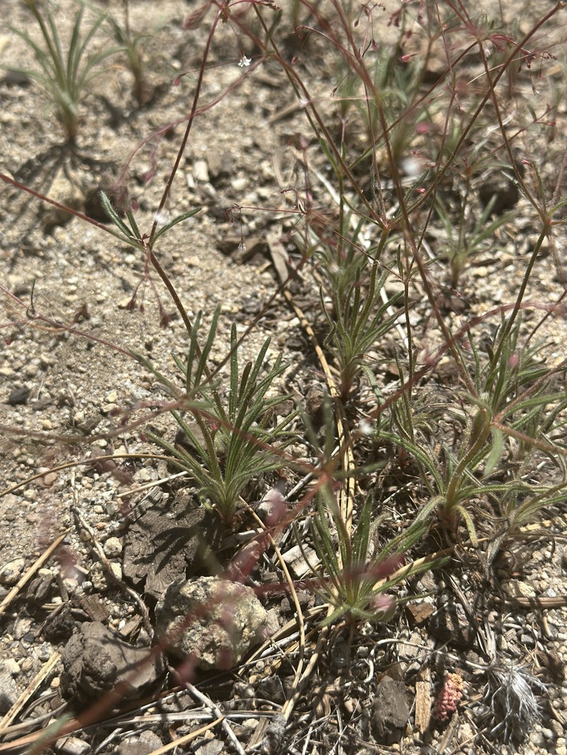 Eriogonum spergulinum var. spergulinum