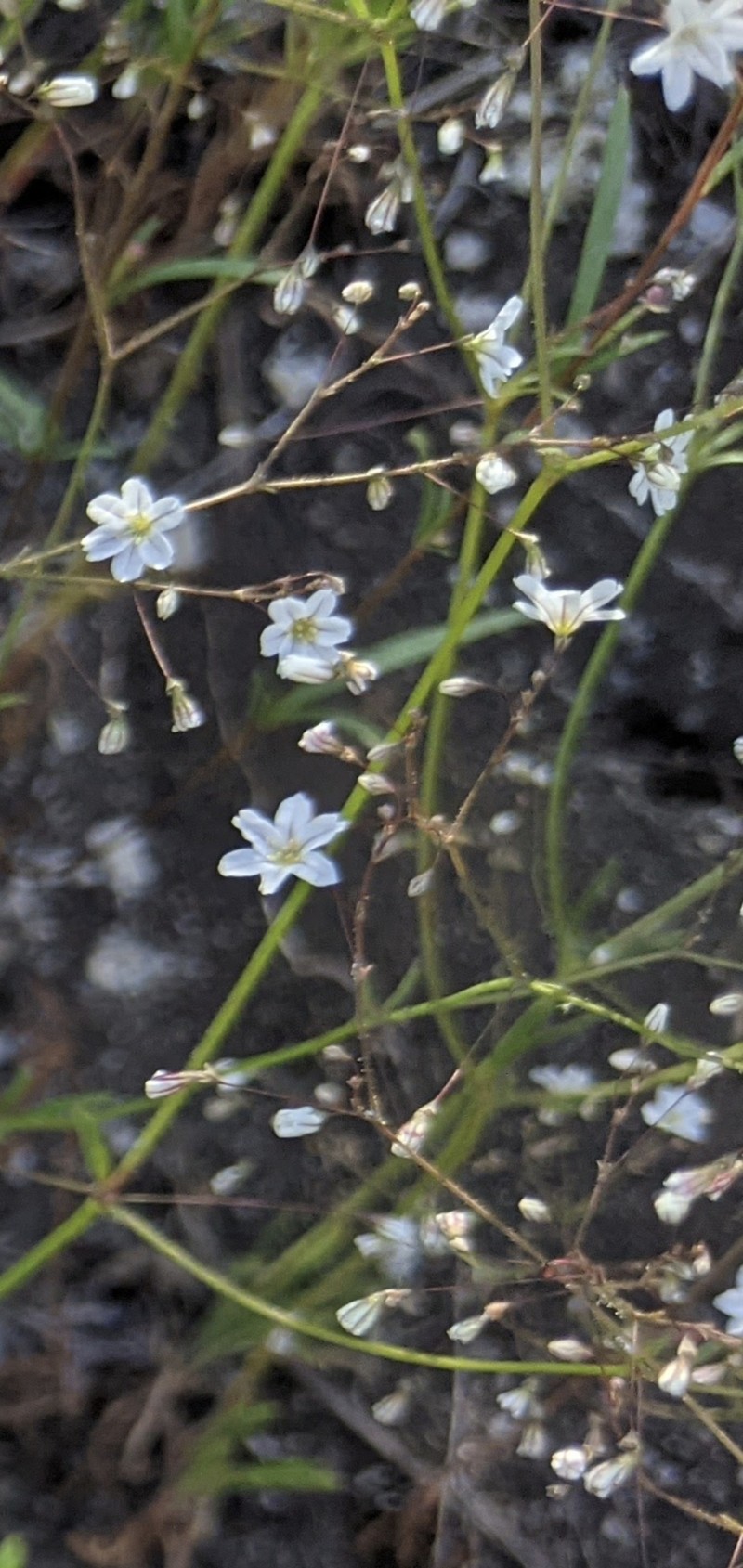 Eriogonum spergulinum var. spergulinum photo 2