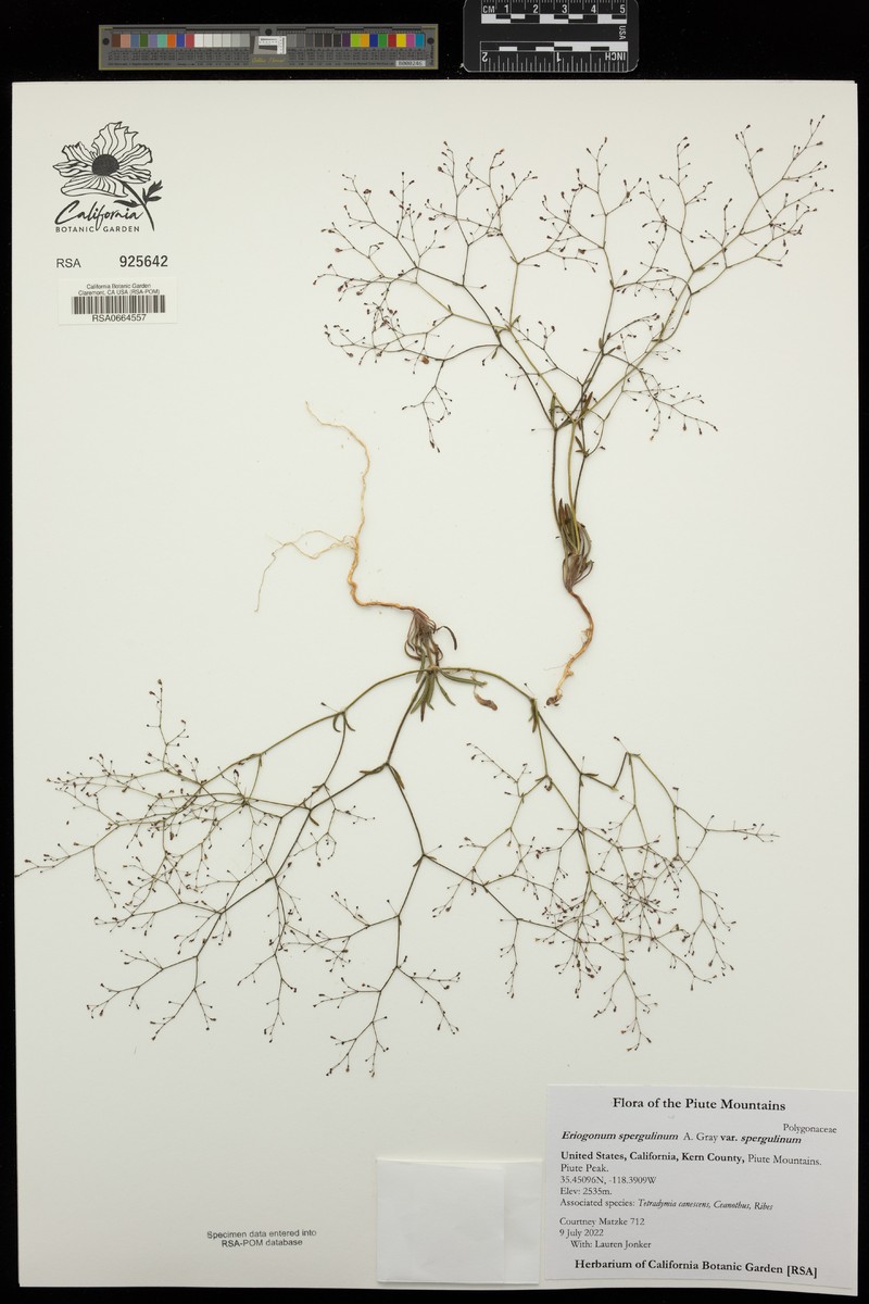 Eriogonum spergulinum var. spergulinum photo 3