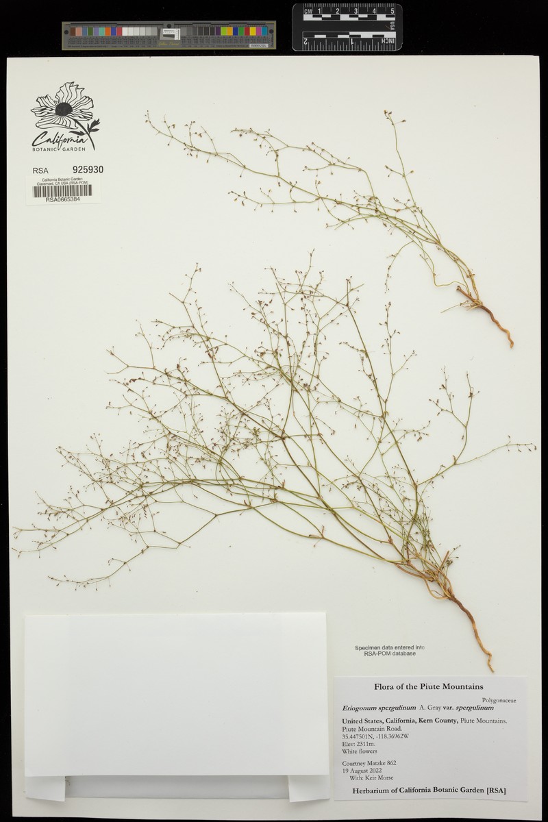 Eriogonum spergulinum var. spergulinum photo 4