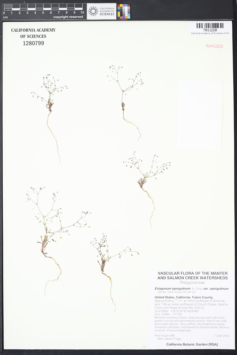 Eriogonum spergulinum var. spergulinum photo 5